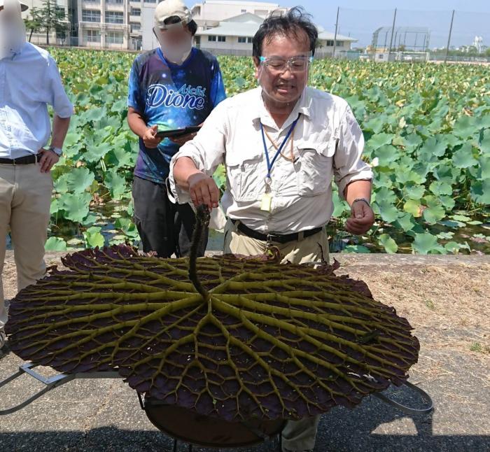 オニバス観察