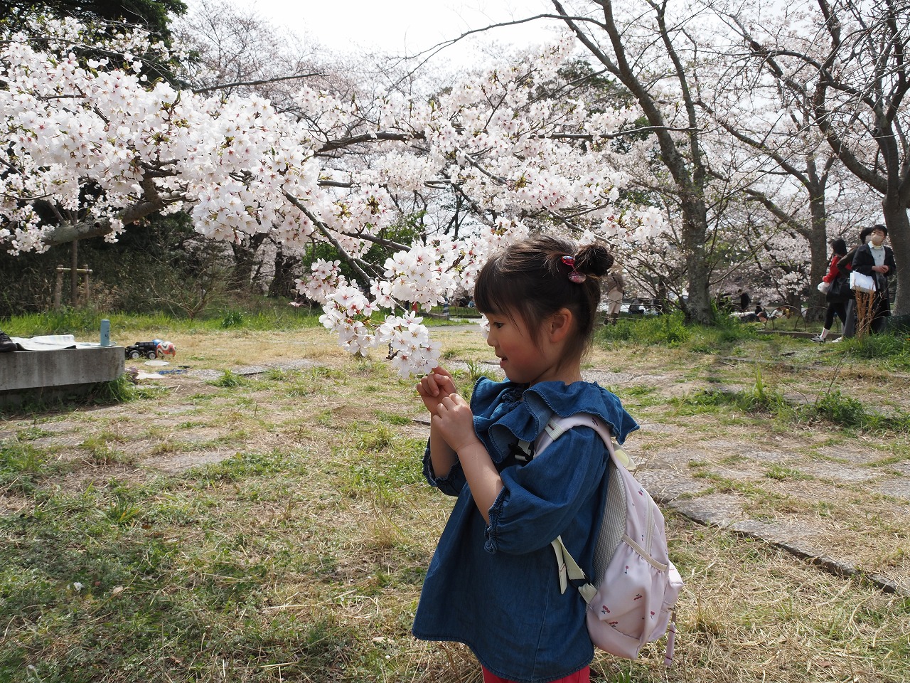 明石公園桜2