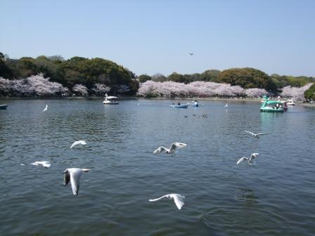 明石公園の桜(剛の池2）