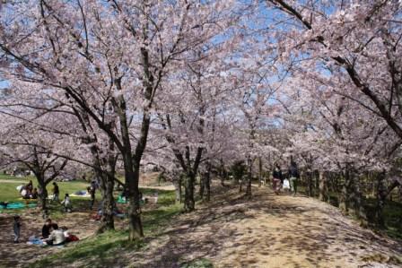 石ケ谷公園の桜